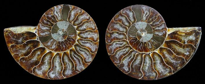 Polished Ammonite Pair - Agatized #59460